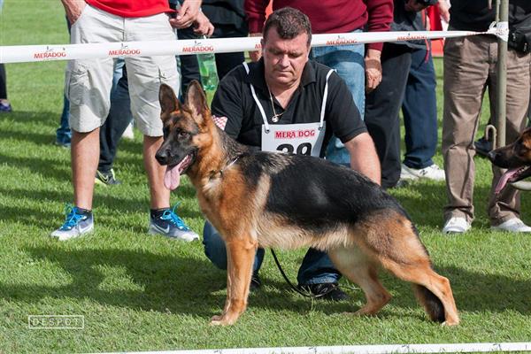 Uzgajivačnica njemačkih ovčara varaždin